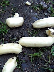 Ass eating banana - Gay boys pics at Twinkest.com